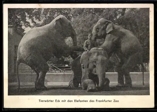 AK Frankfurt a. M., Zoologischer Garten, Tierwärter Eck mit Elefanten
