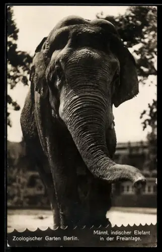 AK Berlin, Zoologischer Garten, Männl. indischer Elefant in der Freianlage