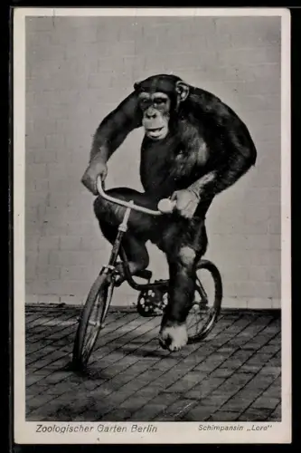AK Berlin, Zoologischer Garten, Schimpansin Lore fährt Fahrad