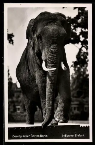 AK Indischer Elefant im Zoologischen Garten Berlin, Stosszähne