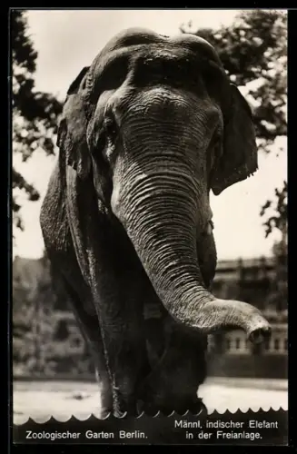 AK Berlin, Zoologischer Garten, Männl. indischer Elefant in der Freianlage