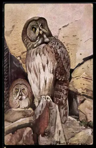 AK Berlin, Zoologischer Garten, Zwei Bastkauze