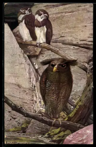 Künstler-AK Berlin, Zoologischer Garten, Maskeneulen und Gelbschnabel-Uhu