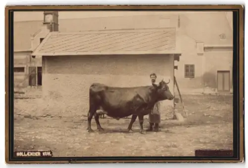 Fotografie Carl Ritt v. Schlag, Ort unbekannt, Holländer-Kuh vor einem Haus