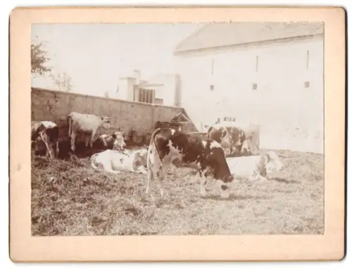 Fotografie unbekannter Fotograf und Ort, Kühe auf einer Wiese im Hof