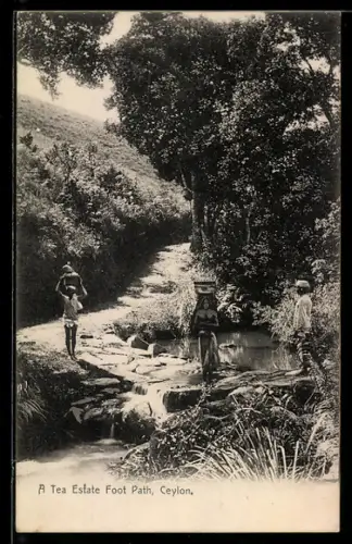 AK Ceylon /Sri Lanka, A Tea Estate Foot Path
