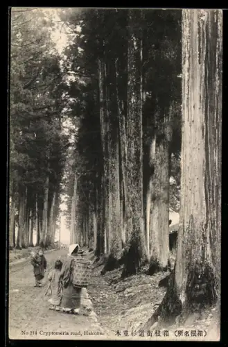 AK Hakone, Cryptomeria road