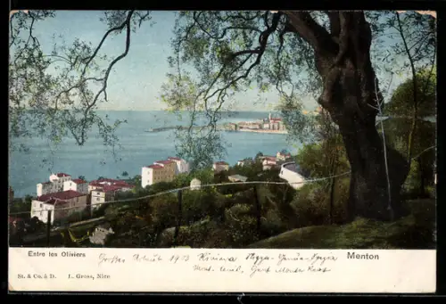 AK Menton, Entre les Oliviers