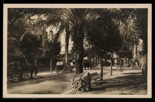 AK Nervi, Viale delle Palme