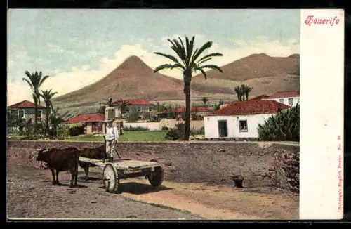 AK Tenerife, Bauer mit Ochsengespann