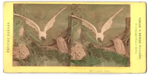 Stereo-Fotografie Sophus Williams, Berlin, Möwe mit ausgebreiteten Flügeln
