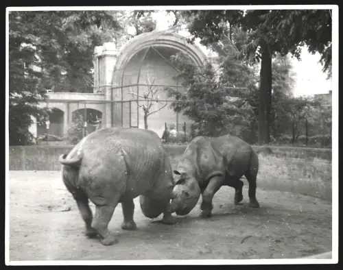 Fotografie unbekannter Fotograf und Ort, Nashörner Peter und Katherine aus dem Frankfurter Zoo geraten aneinander