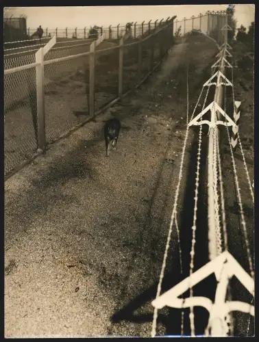Fotografie A. Eriss, Ansicht San Pedro /LA, Diensthund patrolliert den Zaun von Fort MacArthur 1943, 26 x 20cm