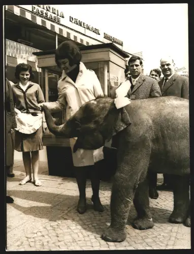 Fotografie Heinz O. Jurisch, Berlin, Droysenstr. 12, Ansicht Berlin, Kurfürstendamm, Dame mit Elefantenbaby, Zirkus