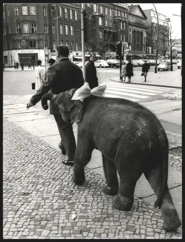 Fotografie Heinz O. Jurisch, Berlin, Droysenstr. 12, Ansicht Berlin, Kurfürstendamm Ecke Fasanenstr., Zirkus-Elefant