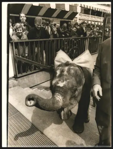 Fotografie Heinz O. Jurisch, Berlin, Droysenstr. 12, Ansicht Berlin, Kurfürstendamm, Zirkus-Elefant am U-Bahn Eingang