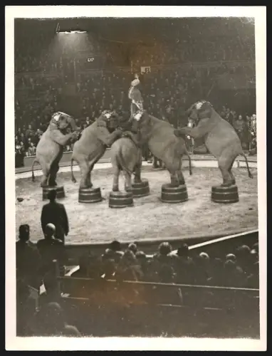 Fotografie Zirkus-Elefanten bei einer Vorstellung in Betram Mills` Circus in Olympia in London