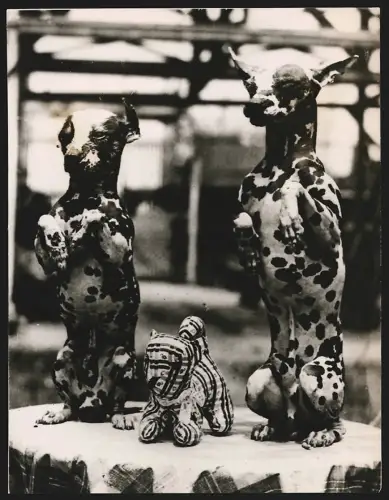 Fotografie Haarlose Hunde Ching-Foo und Chang-Lee posieren für die Kamera