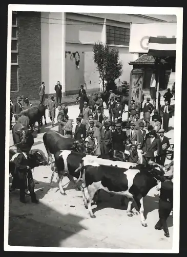 Fotografie unbekannter Fotograf, Ansicht Milano-Mailand, Rinder auf einer Strasse 1939