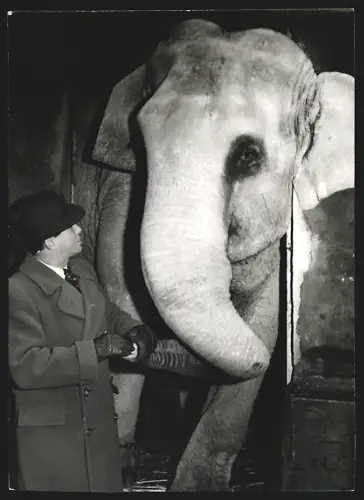 Fotografie Holzmüller und Elefant Nelly aus dem Hamburger Hansatheater 1950