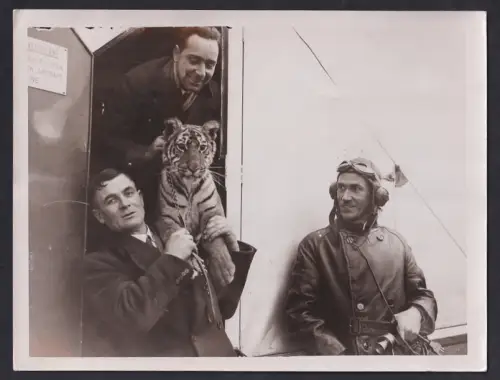 Fotografie Pilot Capt. G. I. Thomson schaut zu wie Tiger Shango entladen wird, Olympia Zirkus 1931