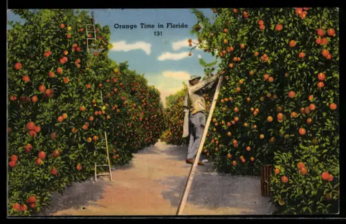 AK Orangenernte in Florida, Mann auf einer Leiter am Baum