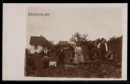 Foto-AK Erbsenernte 1914, Gruppe an den Pflanzen mit Hund