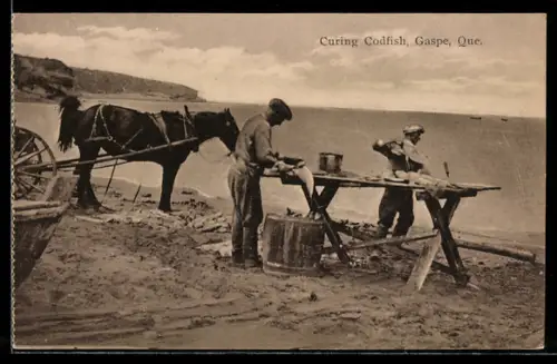 AK Gaspe /Que., Curing Codfisch