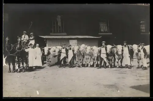 Foto-AK Fleischer mit Ochsen vor der Schlachtung