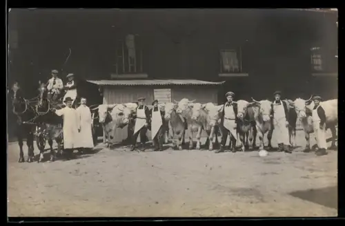 Foto-AK Fleischer mit mehrern Ochsen vor dem Schlachthaus