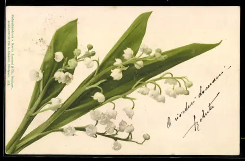 AK Maiglöckchenzweig mit Blätter