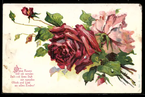 AK Rosen in verschieden Farben in voller Blüte