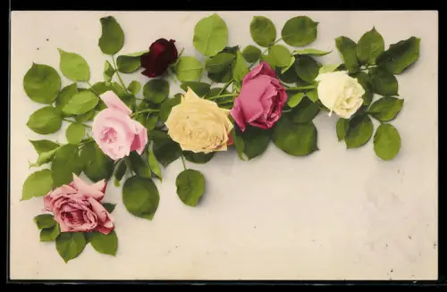 AK Verschiedenfarbige Rosen in voller Blüte