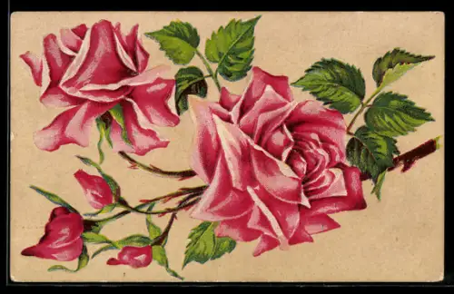 Präge-AK Rosen in voller Blüte an einem Zweig