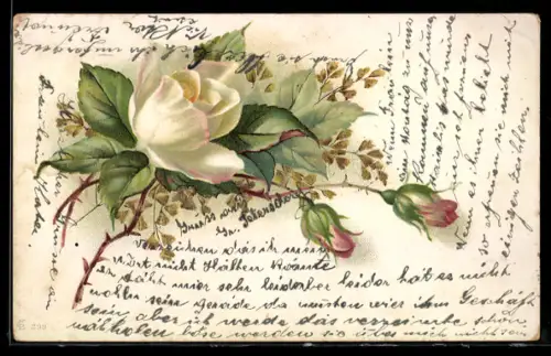 AK Weisse Rose in voller Blüte mit Knospen