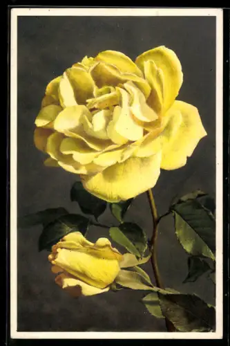AK Gelbe Rose in voller Blüte