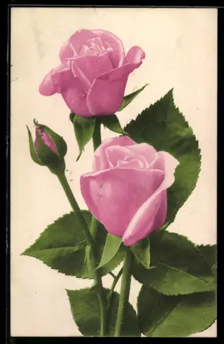 AK Rose in voller Blüte und Knospe