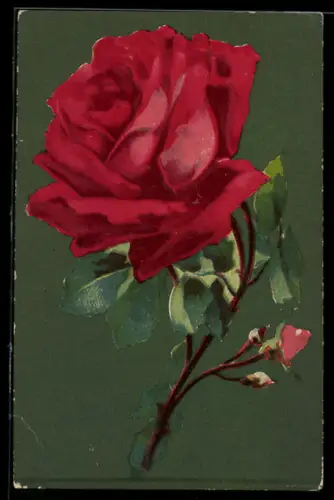 AK Rote Rose in voller Blüte