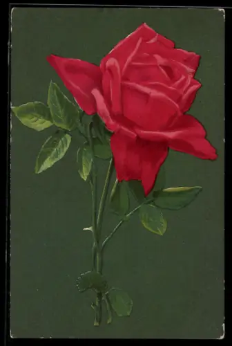 AK Rote Rose in voller Blüte