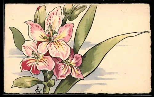 AK Rosefarbene Lilien in voller Blüte