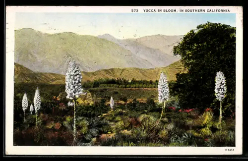 AK Southern California, Yucca in Bloom