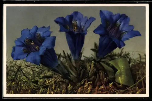 AK Stengelloser Enzian mit drei Blüten