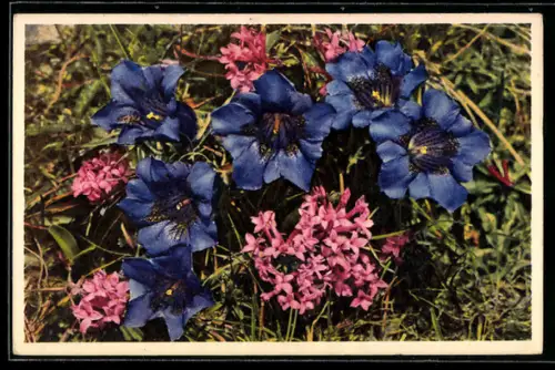 AK Stengelloser Enzian und Steinröschen