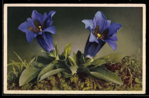AK Stengelloser Enzian mit zwei Blüten