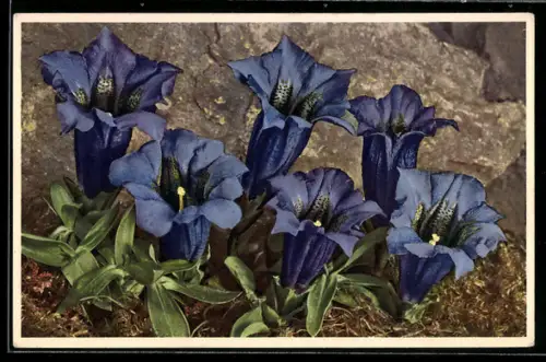 AK Stengelloser Enzian, Gentiana acaulis