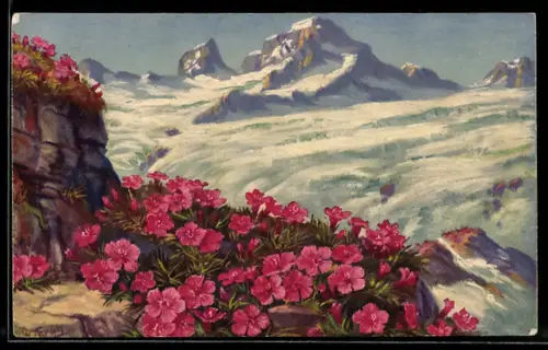 AK Dianthus glacialis, Gletschernelken im Gebirge