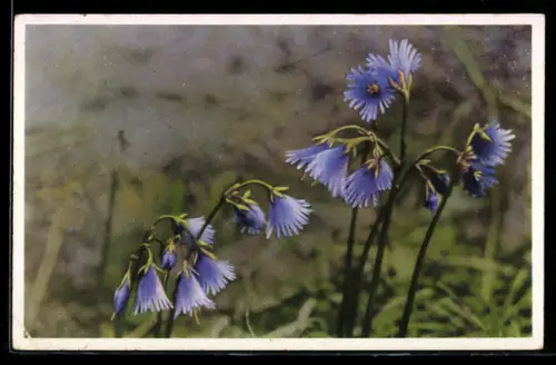 AK Gemeines Alpenglöckchen in Blüte