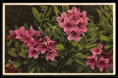 AK Rauhaarige Alpenrose mit rosafarbenen Blüten