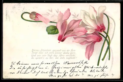 AK Alpenveilchen mit weissen und rosafarbenen Blüten