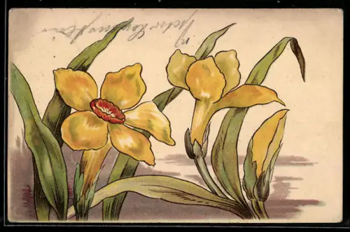 AK Osterglocken mit gelben Blüten